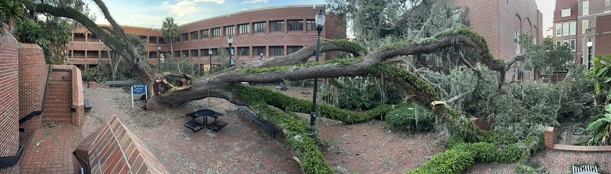 FL Master Gardener Volunteer Program (@floridamgs) on Twitter photo Estimated to be nearly 200 years old, an iconic oak at the University of Florida was felled by Hurricane Helene. But it will live on, thanks to recovered acorns improbably coaxed into seedlings at the <a href="/UF_IFAS/">UF IFAS Solutions</a> Native Plant Nursery: go.ufl.edu/gomcmcl Estimated to be nearly 200 years old, an iconic oak at the University of Florida was felled by Hurricane Helene. But it will live on, thanks to recovered acorns improbably coaxed into seedlings at the <a href="/UF_IFAS/">UF IFAS Solutions</a> Native Plant Nursery: go.ufl.edu/gomcmcl