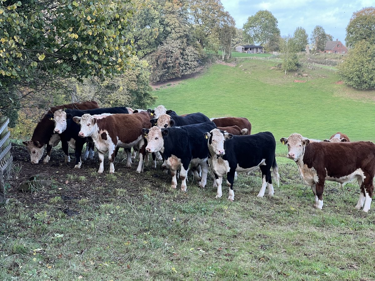COWSworms's tweet image. Assess cattle before ANY worming treatment. Are they growing? Is their body condition right for their age? Do they have clean back-ends? If they are performing well, do they need worming? If unsure - test- don't guess!