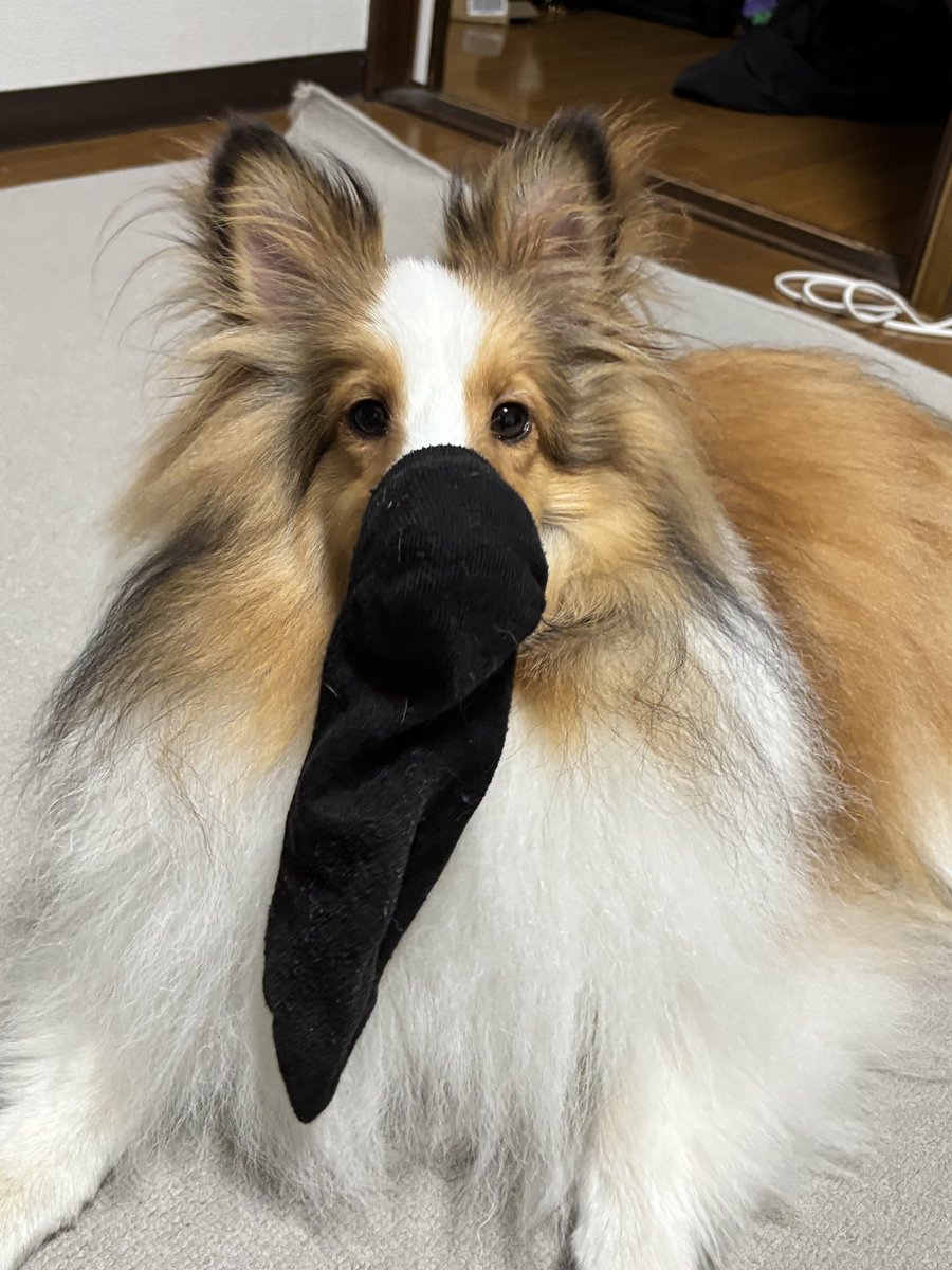 パパの靴下🧦臭すぎぃぃいぃ🐕🐕
テンション上がるぜぇえぇぇえ⤴️⤴️⤴️🐶🐶

#シェルティ　#シェットランドシープドッグ　#シェルティはいいぞ　#子犬　#犬のいる生活
#犬のいる暮らし　#犬のいる幸せ