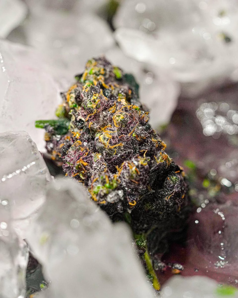 Purps💜💜 getting washed🧊