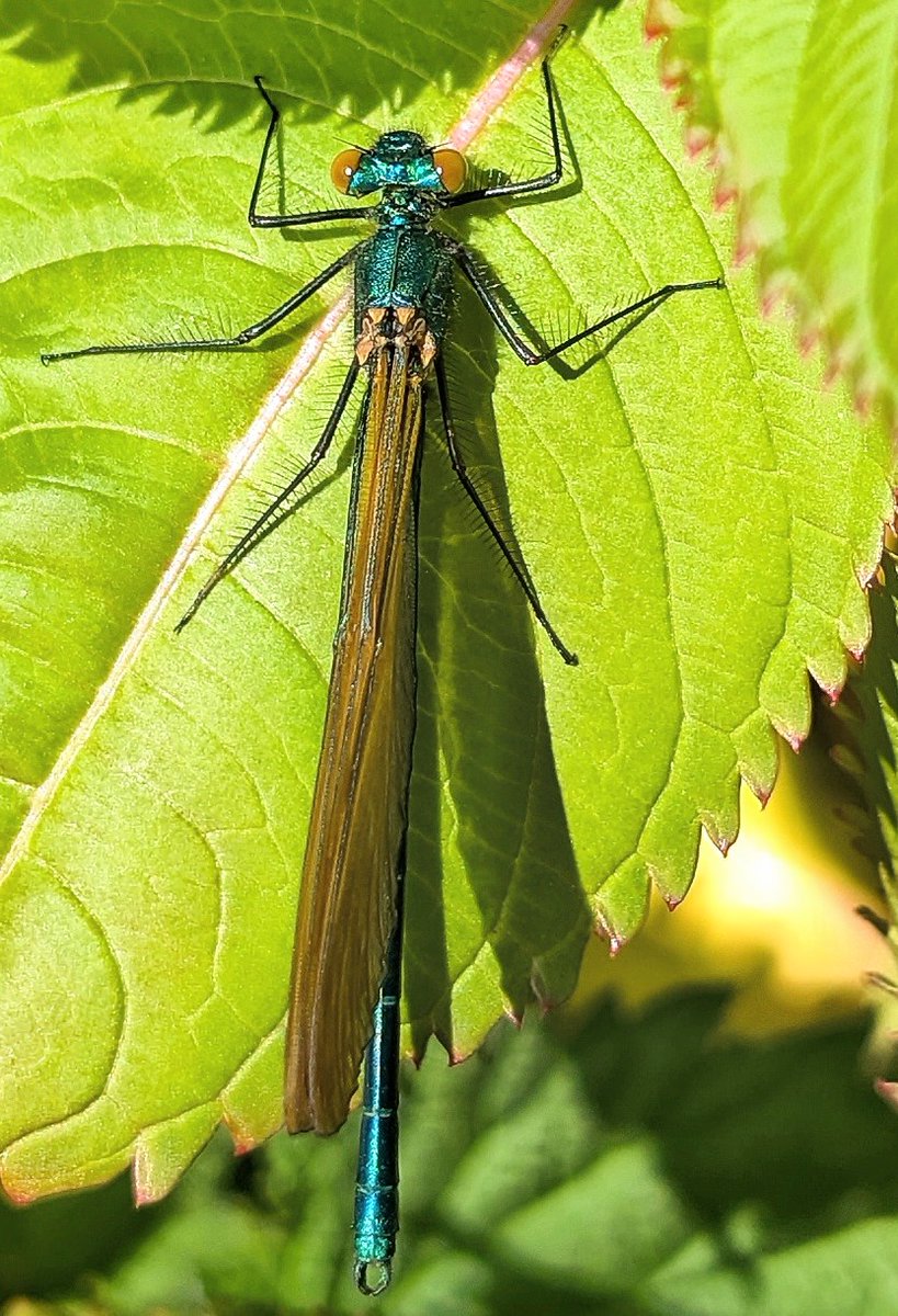 mvj55's tweet photo. Female Beautiful Demoiselle on the River Rhymney at Draethen yesterday https://t.co/buZwMk5Wht
