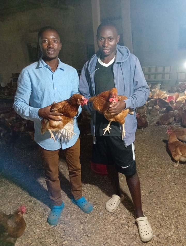 Gil_Niyonkuru's tweet image. Today, Theophile is not only a successful poultry farmer but also a mentor to young farmers. His journey proves that when passion meets knowledge, transformation follows.

End...

#PoultryFarming 
#FarmVisits
#FieldExperience 
#NoFarmsNoFoods