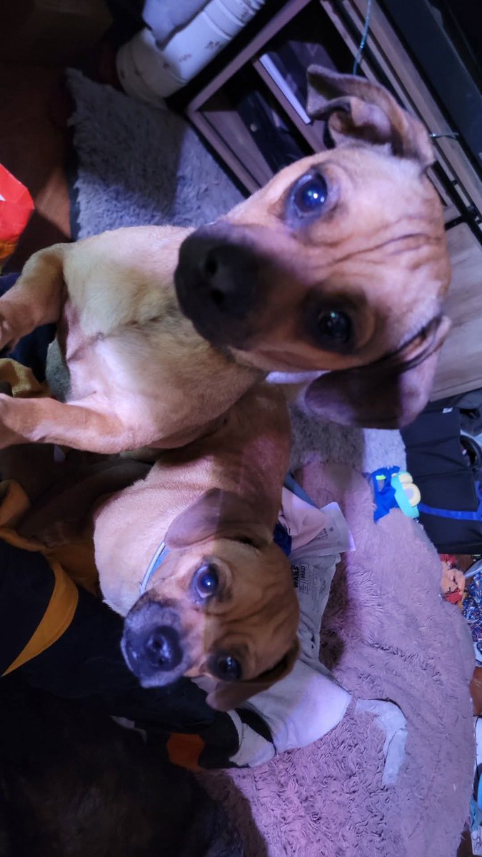 BeebsJoy's tweet photo. Guess who rolled in mud and forced mom to give them a bath? Then required a 2 hour nap to recover from the trama. #pugweenies #daugs #AdoptDontShop https://t.co/oSG1Ndi8wF