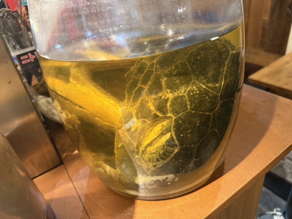 kobayasu_'s tweet photo. 海亀を初めて食べたけど若干険悪感を感じてしまった…昔亀を飼ってたからか？ https://t.co/gDExqzCxqX