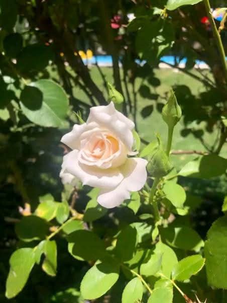 “Cultivo una rosa blanca”
Cultivo una rosa blanca
en junio como enero
para el amigo sincero
que me da su mano franca.
Y para el cruel que me arranca
el corazón con que vivo,
cardo ni ortiga cultivo;
cultivo la rosa blanca.
José Marti.#DeCaraAlSol