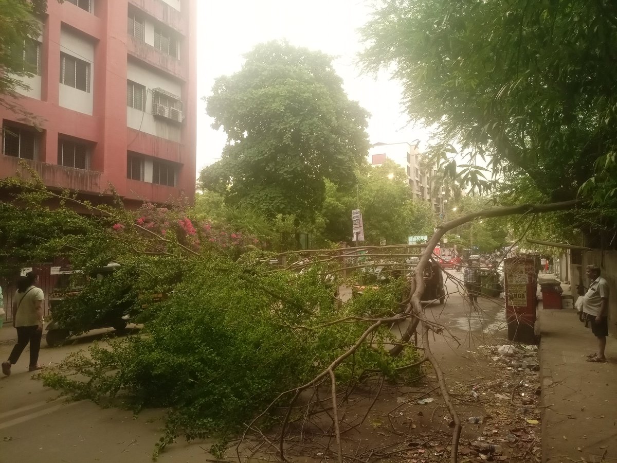 Pratibha Shakti Foundation (@pratibhaf85280) on Twitter photo <a href="/mybmc/">माझी Mumbai, आपली BMC</a> कांदिवली ठाकुर कंपलेक्स कैंब्रिज स्कूल के गेट के सामने रोड पर पेड़ गिर गया है जिसकी वजह से ट्रैफिक और आने-जाने लोगों को परेशानी हो रही है <a href="/mybmcWardRS/">Ward RS BMC</a>
<a href="/BhatkhalkarA/">Atul Bhatkhalkar</a> <a href="/PiyushGoyal/">Piyush Goyal</a> <a href="/PiyushGoyalOffc/">Piyush Goyal Office</a> #northmumbai <a href="/mybmc/">माझी Mumbai, आपली BMC</a> कांदिवली ठाकुर कंपलेक्स कैंब्रिज स्कूल के गेट के सामने रोड पर पेड़ गिर गया है जिसकी वजह से ट्रैफिक और आने-जाने लोगों को परेशानी हो रही है <a href="/mybmcWardRS/">Ward RS BMC</a>
<a href="/BhatkhalkarA/">Atul Bhatkhalkar</a> <a href="/PiyushGoyal/">Piyush Goyal</a> <a href="/PiyushGoyalOffc/">Piyush Goyal Office</a> #northmumbai