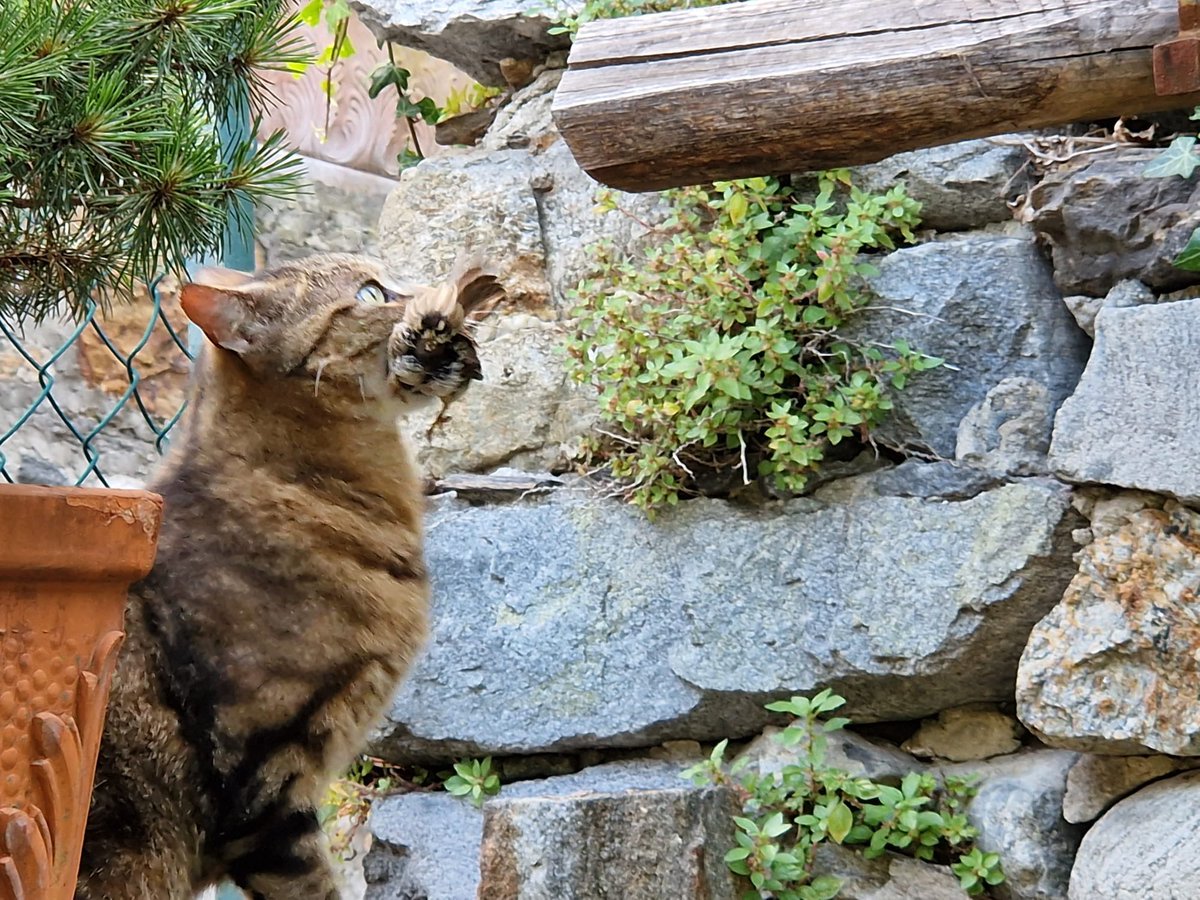 In questo periodo molti piccoli di tante specie stanno uscendo da nido 🪺 
State attenti con i vostri amici mici 🐱 
Foto di Simone 😓😢