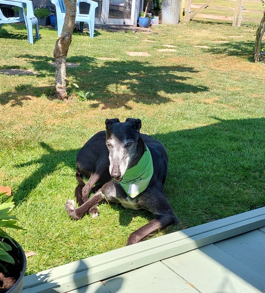 Milli Moo & Mister Tom 🌈 tweet media