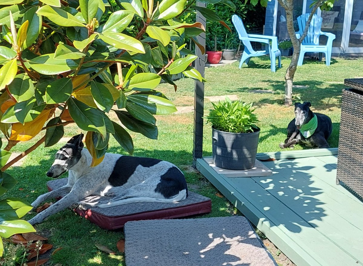 Milli Moo & Mister Tom 🌈 tweet media