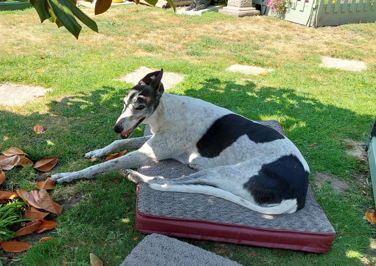 Milli Moo & Mister Tom 🌈 tweet media