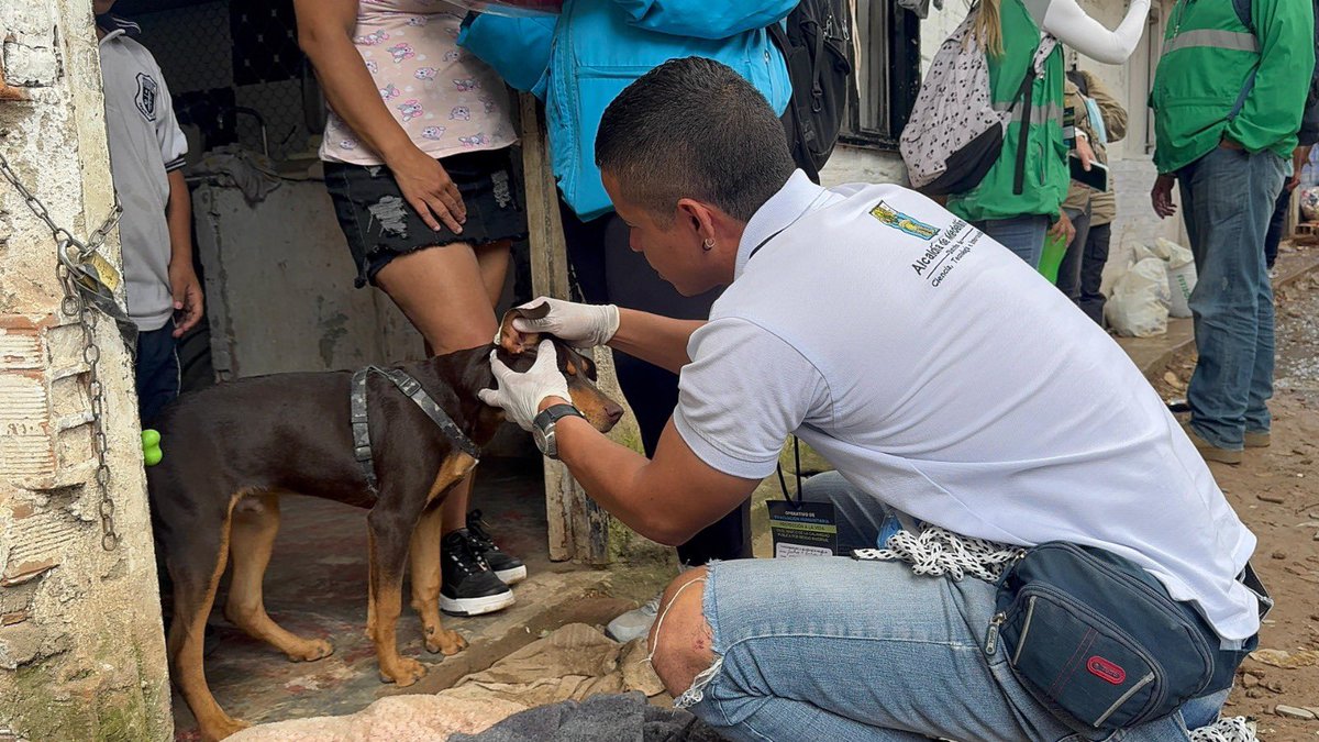 FicoGutierrez's tweet image. En la emergencia por lluvias en Altavista, también protegemos a nuestros animales.🐾❤️

Desde la Alcaldía, 73 animales entre perros, gatos, gallinas y conejos han recibido atención veterinaria, 25 han sido rescatados y entregamos más de 70 kilos de alimento.

Además, junto a La…