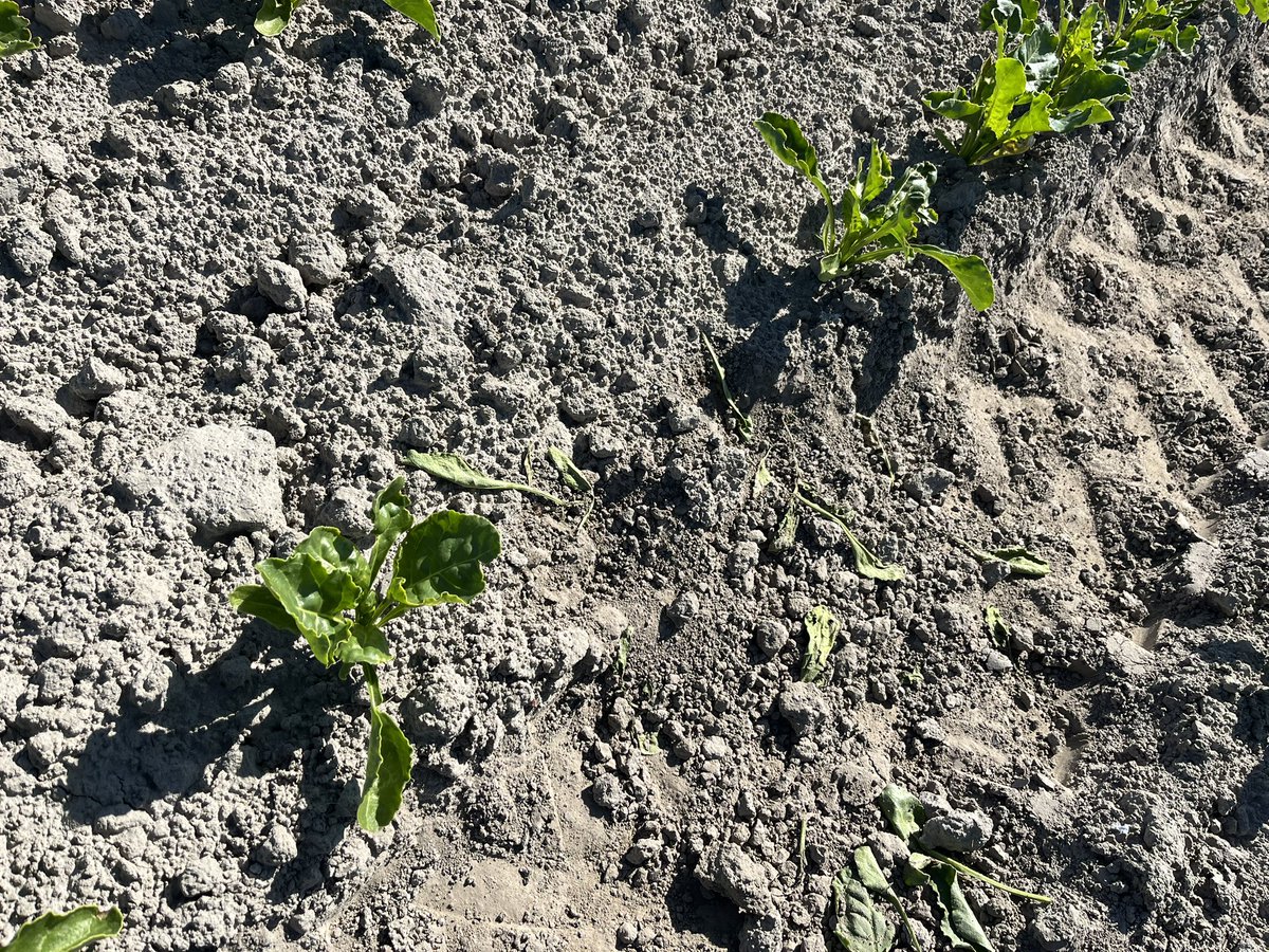 Kor Berghuis tweet media