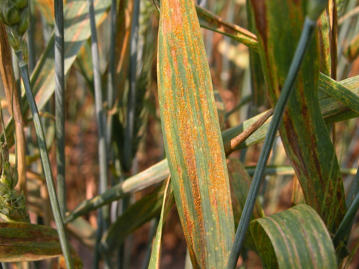 Crop Protection Network (@cropnetwork) on Twitter photo Wheat stripe rust starts as small yellow lesions on leaves. Pustules emerge from lesions, each with thousands of spores.
Get management info from Extension at cropprotectionnetwork.org/publications/aโฆ.
<a href="/MartinChilvers1/">Martin Chilvers</a> <a href="/PACropDoc/">Dr. Alyssa Collins</a> <a href="/AlbertTenuta/">Albert Tenuta</a> <a href="/NDSUcerealpath/">Andrew Friskop</a> <a href="/badgercropdoc/">Damon L. Smith</a> <a href="/DTelenko/">Darcy Telenko</a> Wheat stripe rust starts as small yellow lesions on leaves. Pustules emerge from lesions, each with thousands of spores.
Get management info from Extension at cropprotectionnetwork.org/publications/aโฆ.
<a href="/MartinChilvers1/">Martin Chilvers</a> <a href="/PACropDoc/">Dr. Alyssa Collins</a> <a href="/AlbertTenuta/">Albert Tenuta</a> <a href="/NDSUcerealpath/">Andrew Friskop</a> <a href="/badgercropdoc/">Damon L. Smith</a> <a href="/DTelenko/">Darcy Telenko</a>