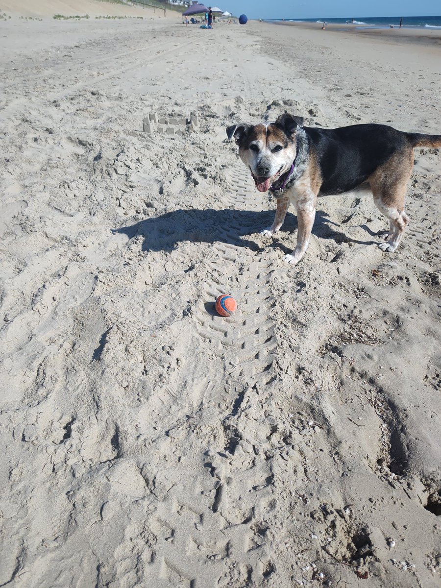 Anyway, here's Aunt Bea on the beach. I can now get down the dune using one crutch, which means the "throw me the ball unless you wanna get harassed" campaign will continue apace.