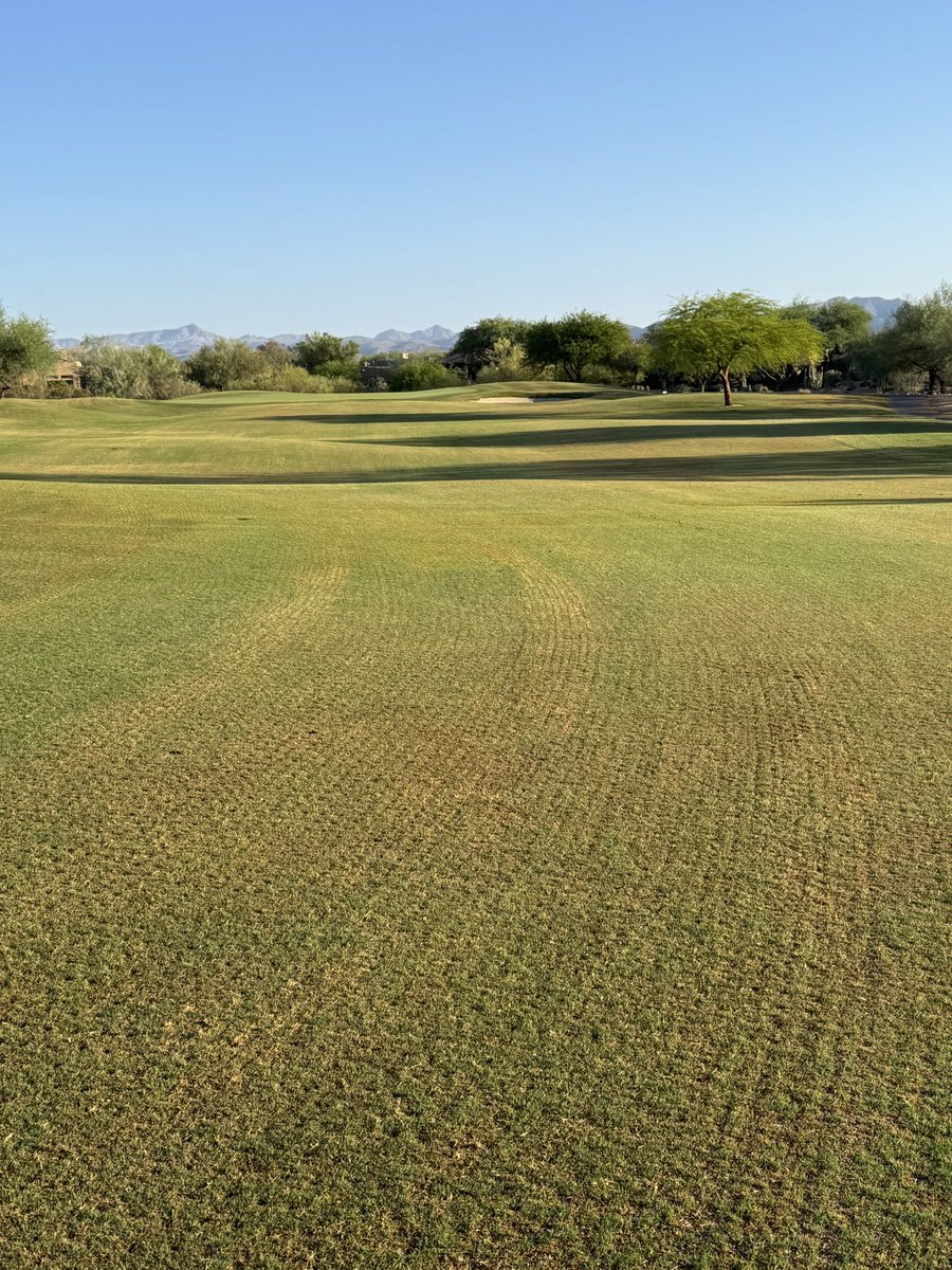 Travis Blamires (@travis_blamires) on Twitter photo Bermuda transition <a href="/TontoVerdeGolf1/">TontoVerdeGolfClub</a> has improved significantly over the past 7 years thanks to agreesive soil modifications, sand incorporation and organic amendments ⛳️ ☀️ 💦 Bermuda transition <a href="/TontoVerdeGolf1/">TontoVerdeGolfClub</a> has improved significantly over the past 7 years thanks to agreesive soil modifications, sand incorporation and organic amendments ⛳️ ☀️ 💦