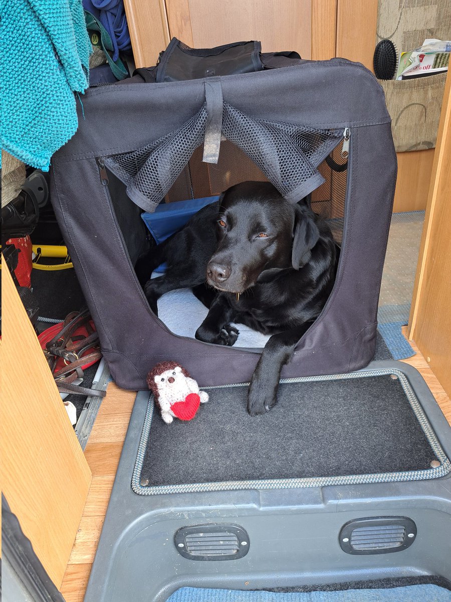 Leo the Lab & Angel Prince Furbaby🌈 tweet media