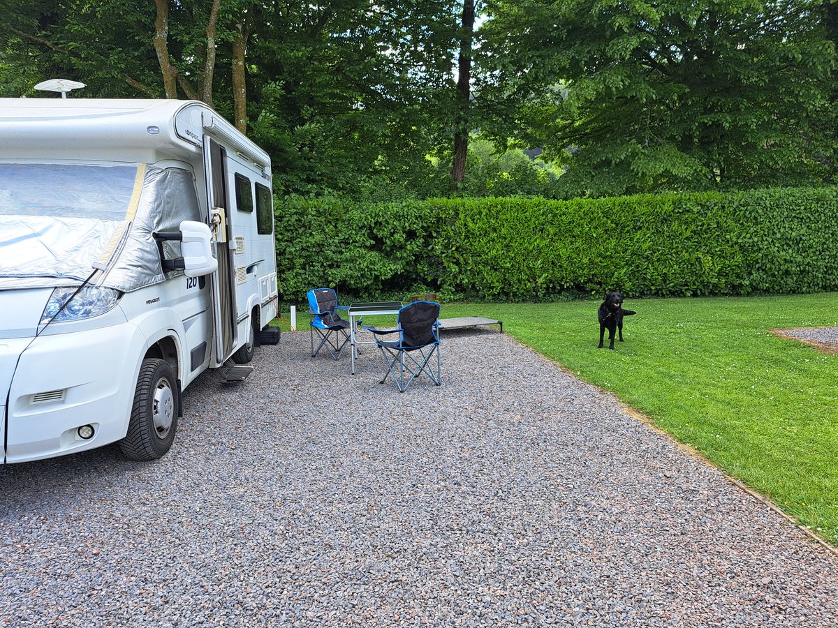 Leo the Lab & Angel Prince Furbaby🌈 tweet media