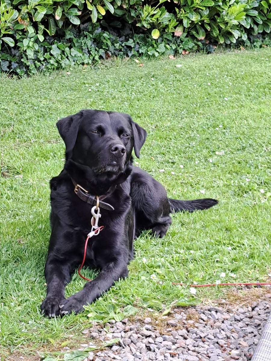 Leo the Lab & Angel Prince Furbaby🌈 tweet media