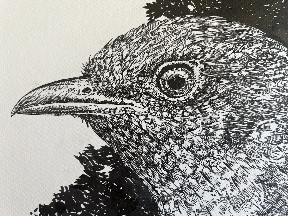 Tekening gemaakt. Het is een koekoek. 

‘Deze maand geen eieren’
35 x 27 cm
Inkt op papier.