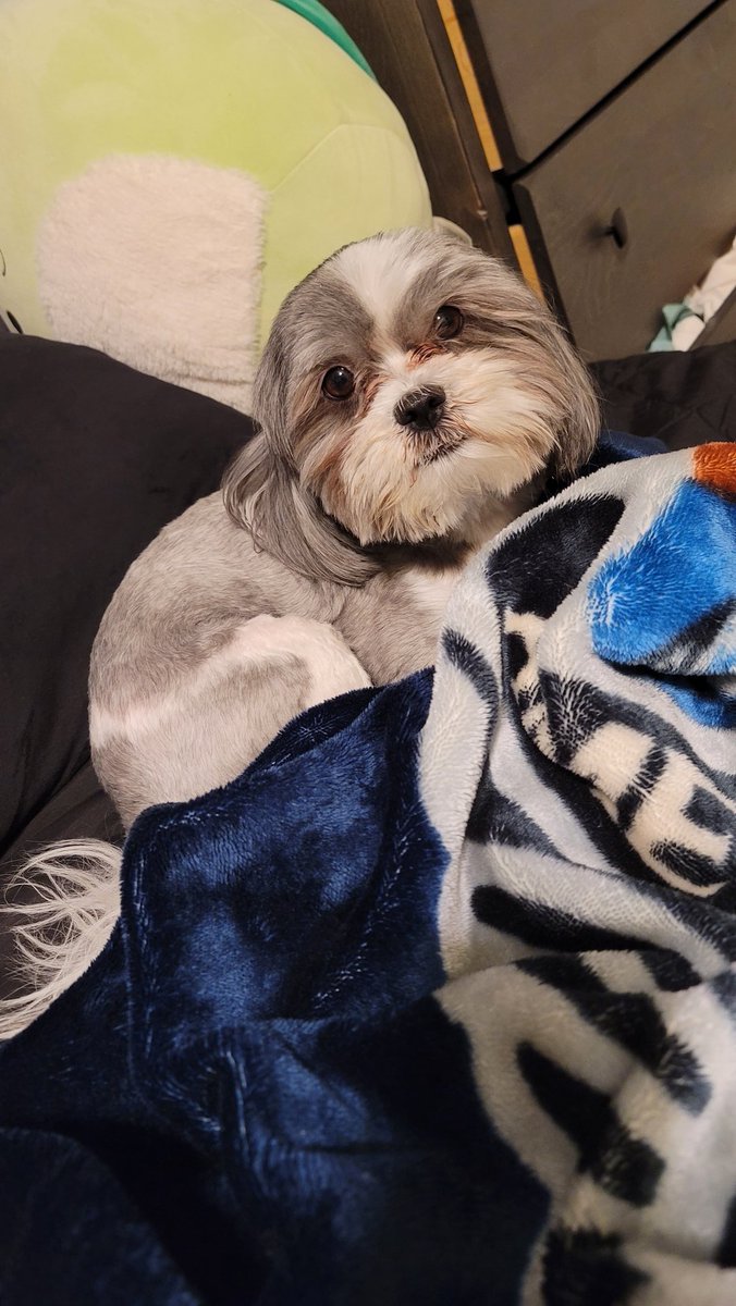 TedNTodd's tweet photo. Tis my Birthweek I'll be #six the 23rd #Halfdozen y'all #dogs #cats #birthdayboy #Todd https://t.co/WT5o8VL6CB