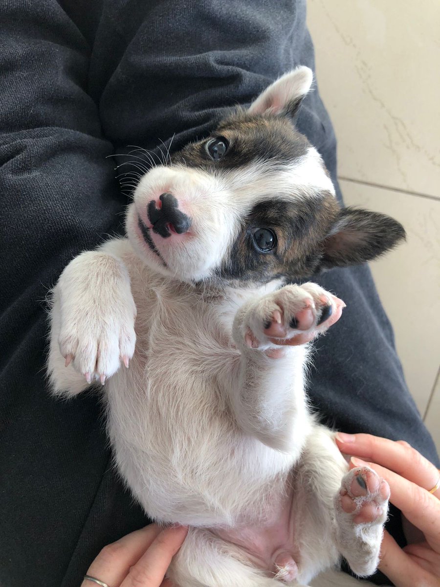 patitasdelsurr's tweet photo. Hola Soy Filipa🐶Estoy buscando una familia que me de mucho amor🫶🏼Tengo aprox 2 meses🥹No estoy vacunada pero si desparasitada! 
Me encanta jugar y llevar mis juguetes a todos lados, tmb soy muy dormilona. Me duermo en cualquier lado y más si estoy acompañada 🐾 https://t.co/hT7XT07Pjr