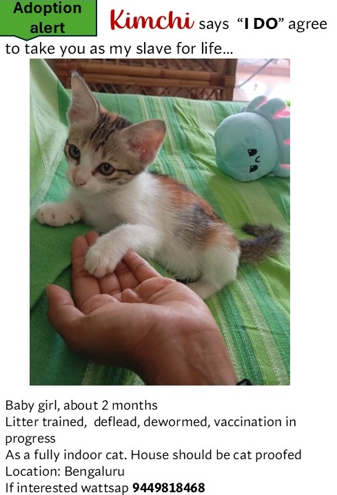 MundoliSeema's tweet photo. #AdoptionAlert
Kimchi--baby girl around 2 months old
Dewormed, deflead, litter trained. Vaccination in progress
Looking for a loving home as a fully indoor cat
Location: Bengaluru
DM : 9449818468 if interested in adopting this adorable lil bug β€οΈ https://t.co/140nb3ABxf