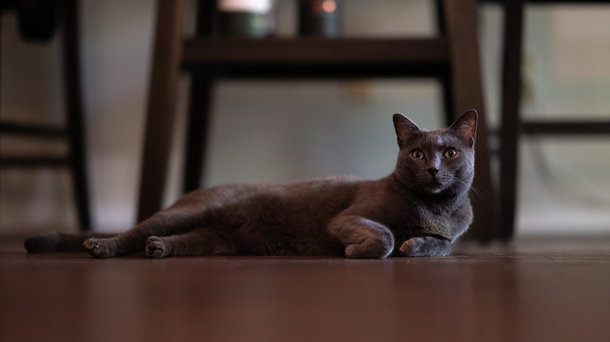 fendy__g's tweet photo. Once again choosing to bring joy into the feeds by posting pictures of cats.

#photography #nikon #cats https://t.co/FDv04QQwiJ