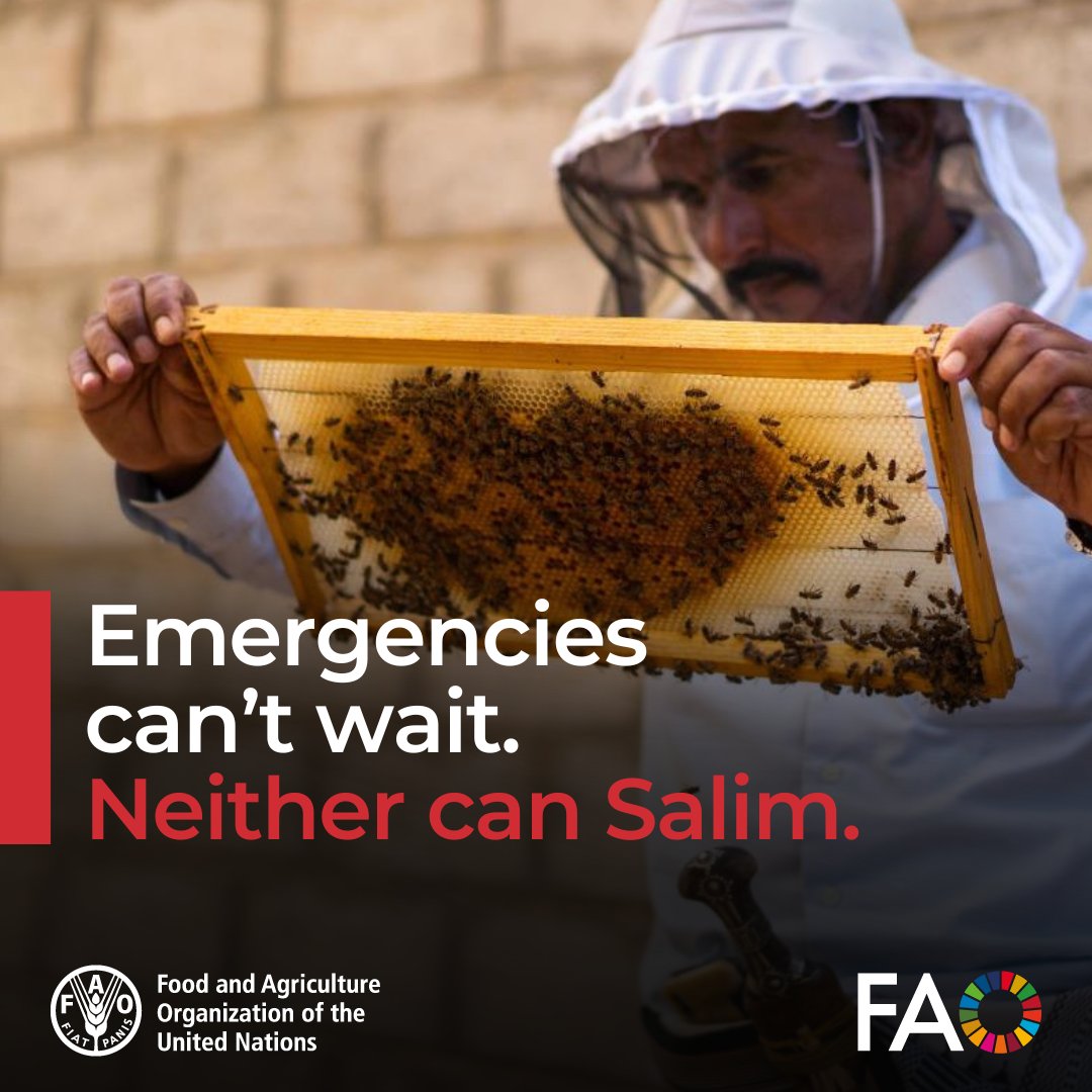 FAO in Emergencies (@faoemergencies) on Twitter photo Years of conflict and extreme climate have shattered the livelihoods of many Yemeni beekeepers like Salim.
As humanitarian funding dwindles, even more face uncertainty.
<a href="/FAO/">Food and Agriculture Organization</a>'s support remains a crucial lifeline.
bit.ly/3YL9qUj
#EmergenciesCantWait Years of conflict and extreme climate have shattered the livelihoods of many Yemeni beekeepers like Salim.
As humanitarian funding dwindles, even more face uncertainty.
<a href="/FAO/">Food and Agriculture Organization</a>'s support remains a crucial lifeline.
bit.ly/3YL9qUj
#EmergenciesCantWait