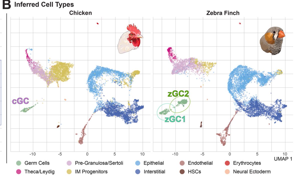Developmental Biology (@dev_bio_journal) on Twitter photo #DBfeature #EvoDevo 🐔🐦
Pronounced early differentiation underlies zebra finch gonadal germ cell development
by Matthew Biegler, Erich Jarvis, Anna Keyte et al <a href="/erichjarvis/">Erich Jarvis</a> <a href="/AnnaKeyte/">Anna Keyte</a>
sciencedirect.com/science/articl… #DBfeature #EvoDevo 🐔🐦
Pronounced early differentiation underlies zebra finch gonadal germ cell development
by Matthew Biegler, Erich Jarvis, Anna Keyte et al <a href="/erichjarvis/">Erich Jarvis</a> <a href="/AnnaKeyte/">Anna Keyte</a>
sciencedirect.com/science/articl…