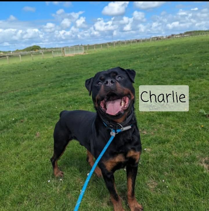 team_greenacres's tweet image. #MondayMotivation

🙏Please retweet for our dogs looking 4 furever homes🙏

🐶Marley. 11mths Male #Crossbreed

🐶Charlie. 4yo Male #rottweiler 

🐶Chief. 4yo Male #GermanShepherd

For more info / to apply to adopt, follow the link below to find their pawfiles👇