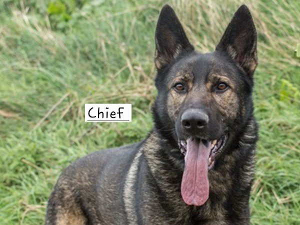 team_greenacres's tweet image. #MondayMotivation

🙏Please retweet for our dogs looking 4 furever homes🙏

🐶Marley. 11mths Male #Crossbreed

🐶Charlie. 4yo Male #rottweiler 

🐶Chief. 4yo Male #GermanShepherd

For more info / to apply to adopt, follow the link below to find their pawfiles👇