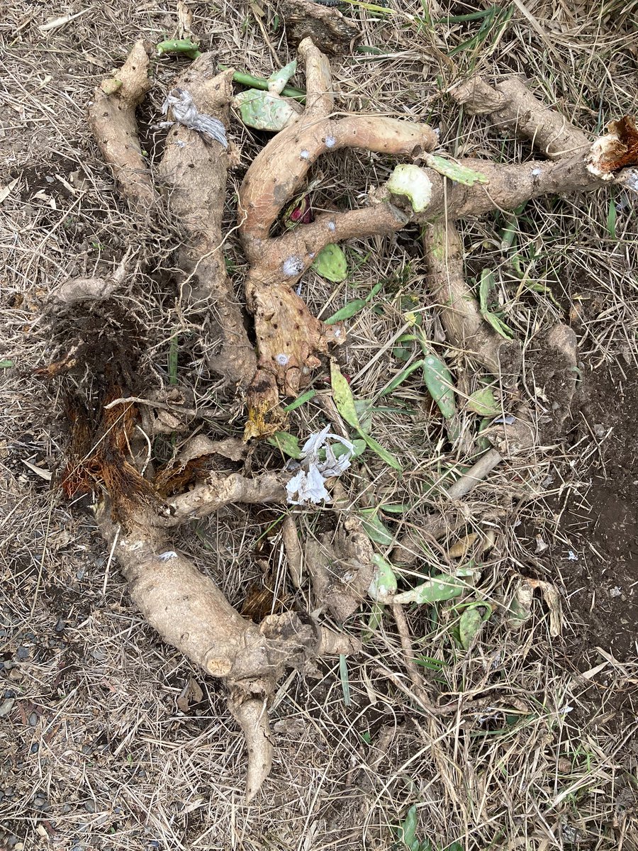 珍しく父が来てサボテンを掘り返して行きました
 ╲新兵器╱
三 角 の 何 か

いもじゃないよ、サボテンの根だよ🤗
高枝切りバサミが出てきたよ(何でだよ)