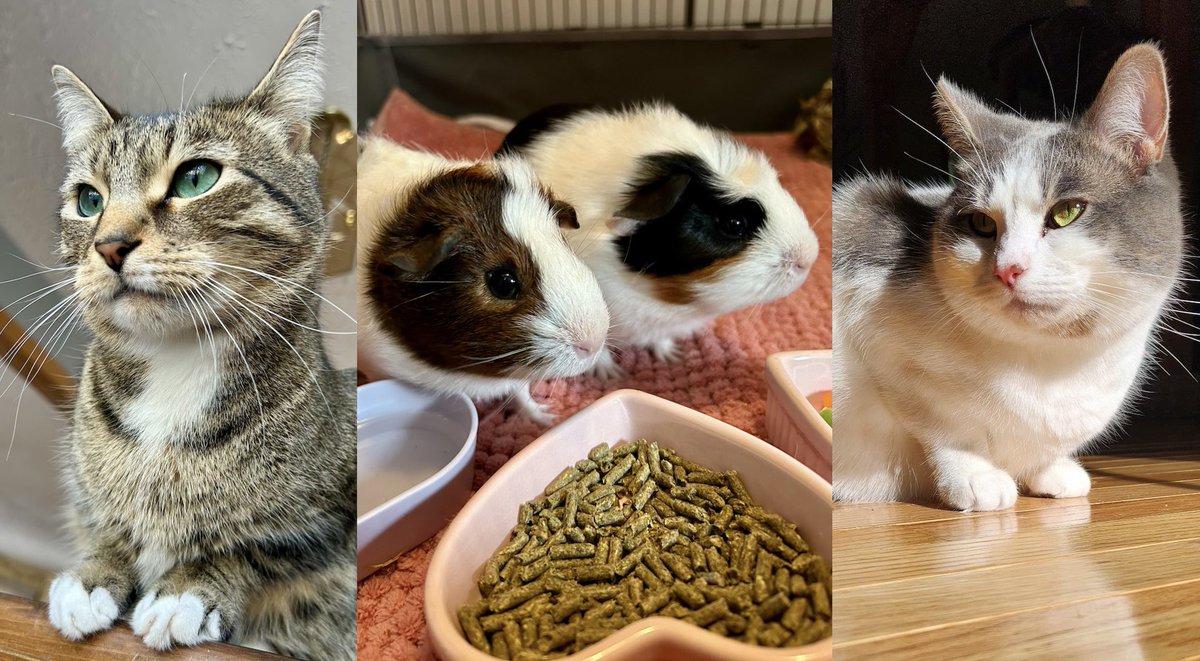 shania ❤️‍🔥 tweet media