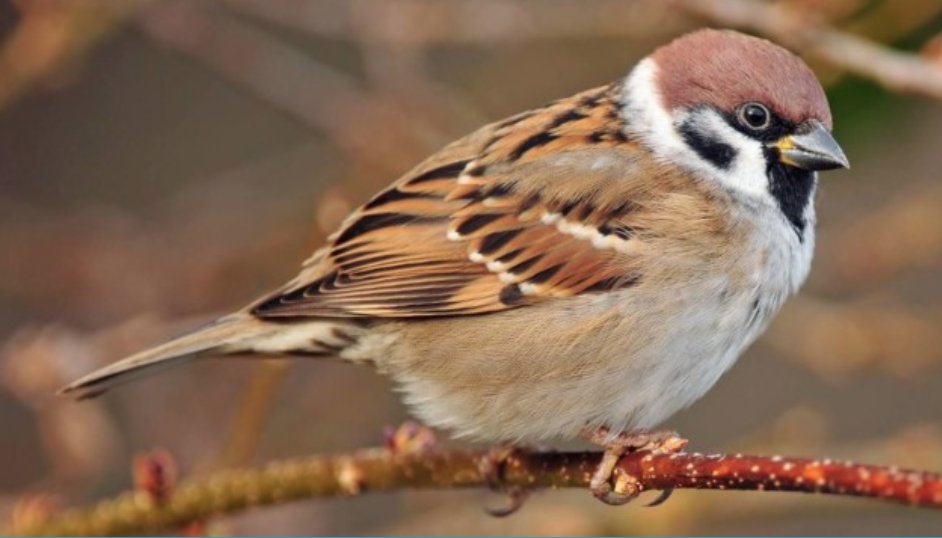 🆕 PAPER_El efecto de la urbanización en el rendimiento reproductivo y el desarrollo de los pollos de #gorrión molinero (Passer montanus).
👉doi.org/10.13157/arla.… #ornitología #CienciaConAves