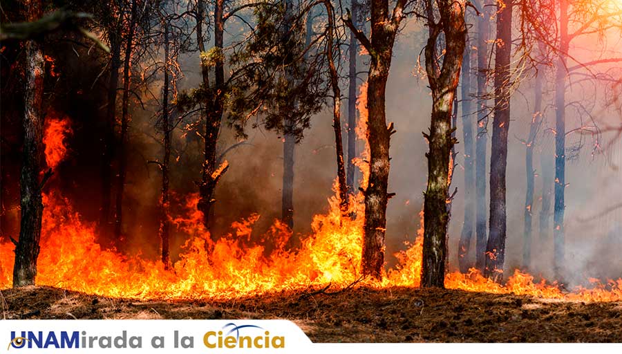 UNAM (@unam_mx) on Twitter photo Da #UNAMiradaAlaCiencia del fuego 🔥. Revisa con la <a href="/DGDCUNAM/">Divulgación de la Ciencia, UNAM</a> información relevante en época de calor y de incendios forestales > bit.ly/45fLMmN Da #UNAMiradaAlaCiencia del fuego 🔥. Revisa con la <a href="/DGDCUNAM/">Divulgación de la Ciencia, UNAM</a> información relevante en época de calor y de incendios forestales > bit.ly/45fLMmN