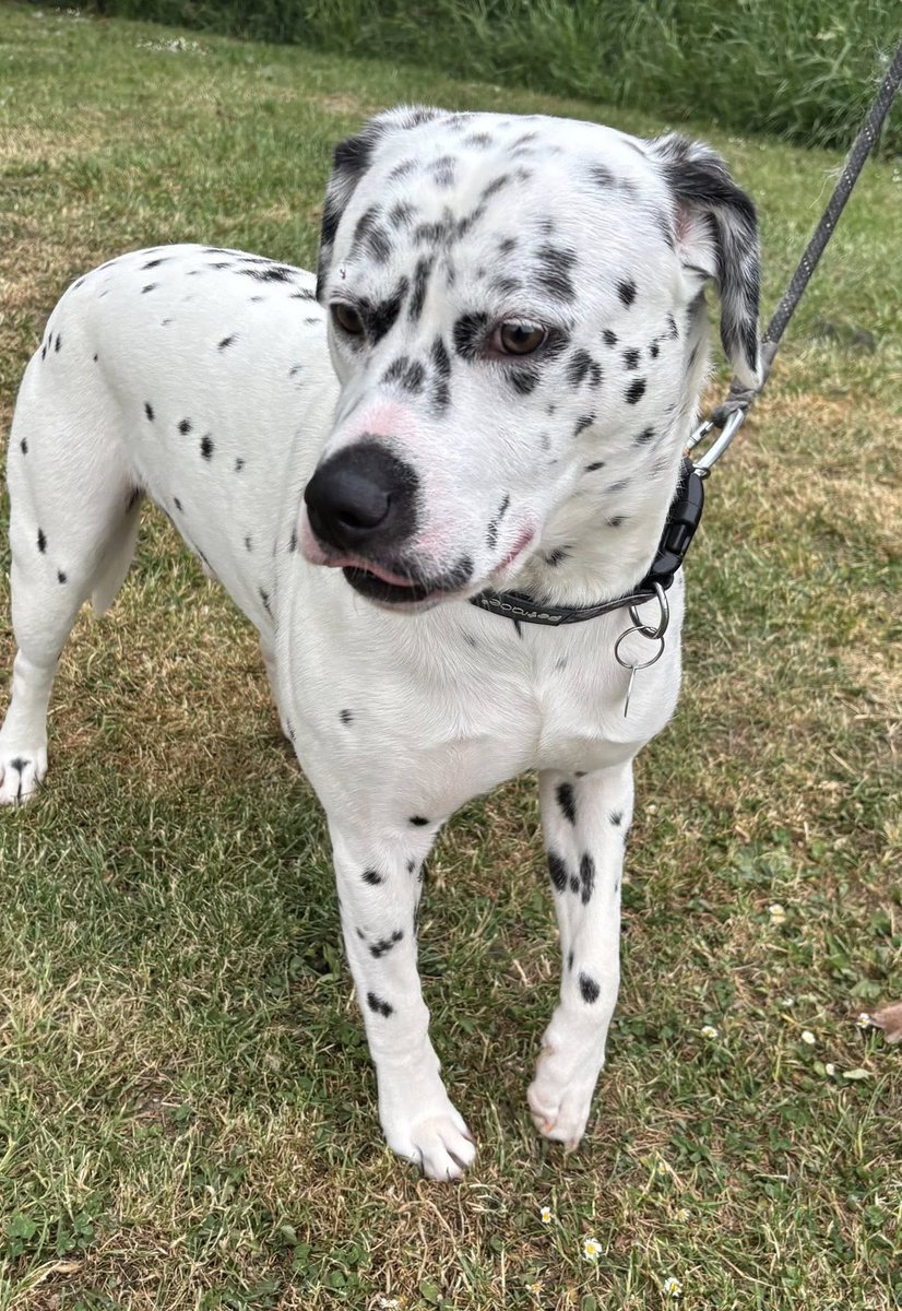 Rescue dogs for rehoming tweet media
