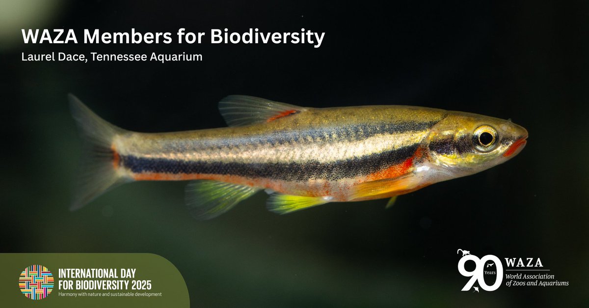 World Association Zoos & Aquariums (@waza) on Twitter photo In celebration of International Day for Biodiversity on 22 May, WAZA is pleased to highlight the conservation work of our members.
🐟 <a href="/TNAquarium/">Tennessee Aquarium 🐢</a> is leading vital efforts to save the Laurel Dace, found only near Chattanooga, US. #BiodiversityDay
👉 f.mtr.cool/jptfdnafwr In celebration of International Day for Biodiversity on 22 May, WAZA is pleased to highlight the conservation work of our members.
🐟 <a href="/TNAquarium/">Tennessee Aquarium 🐢</a> is leading vital efforts to save the Laurel Dace, found only near Chattanooga, US. #BiodiversityDay
👉 f.mtr.cool/jptfdnafwr