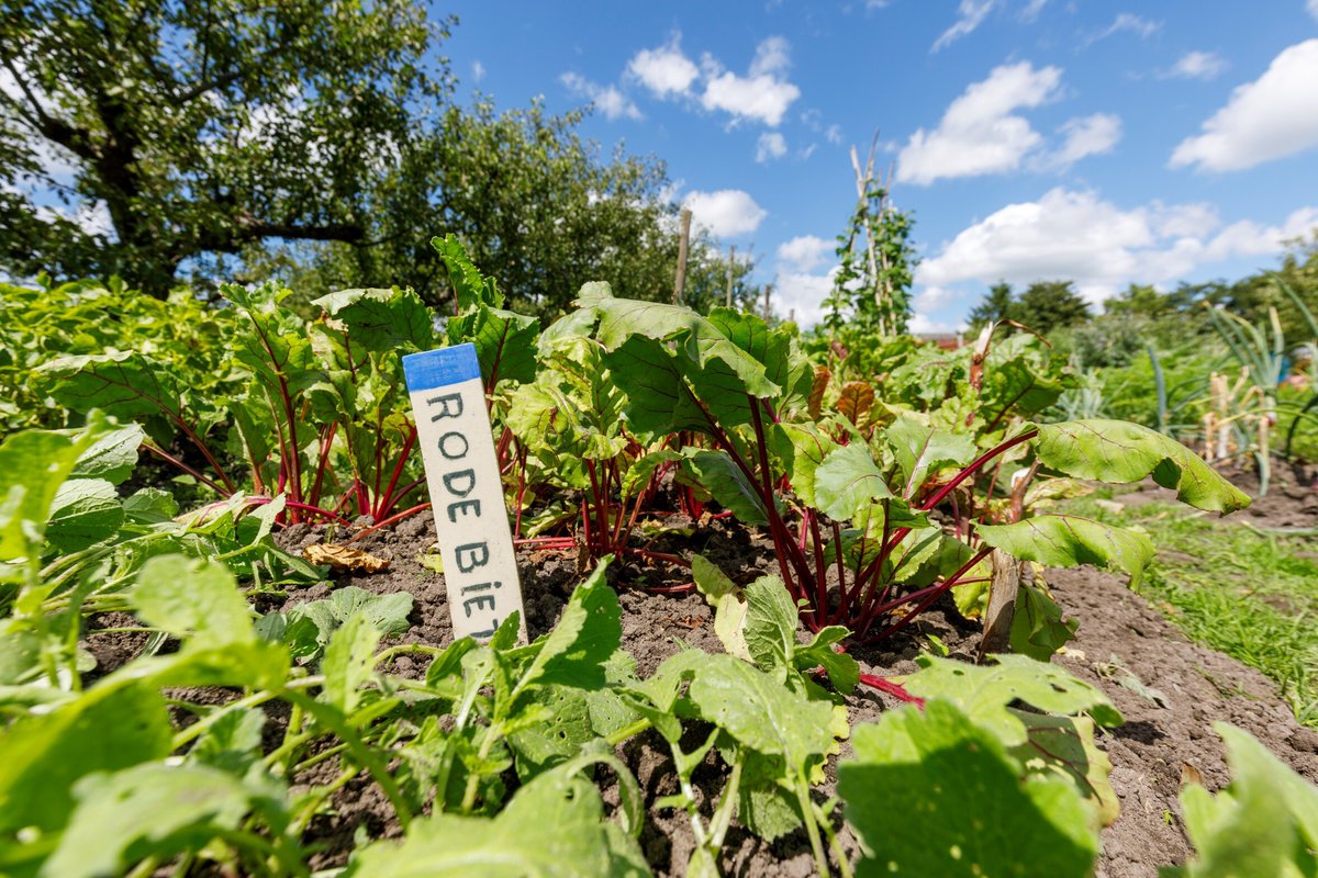 De week van de schooltuin is weer van start! 🌱🥕🥒
Wij wensen alle kinderen en leraren deze week éxtra veel plezier in de schooltuin #WeekVanDeSchooltuin met het zaaien, oogsten en verzorgen van de planten #partnership <a href="/JongLerenEten/">Jong Leren Eten</a> en  Alliantie Schooltuinen #voedseleducatie