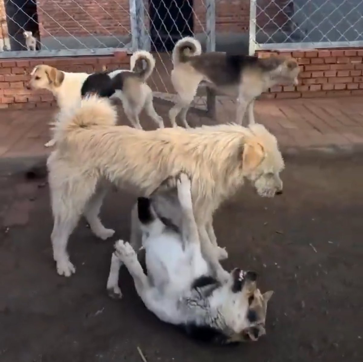 Dr. Nwokedi Uroko tweet media