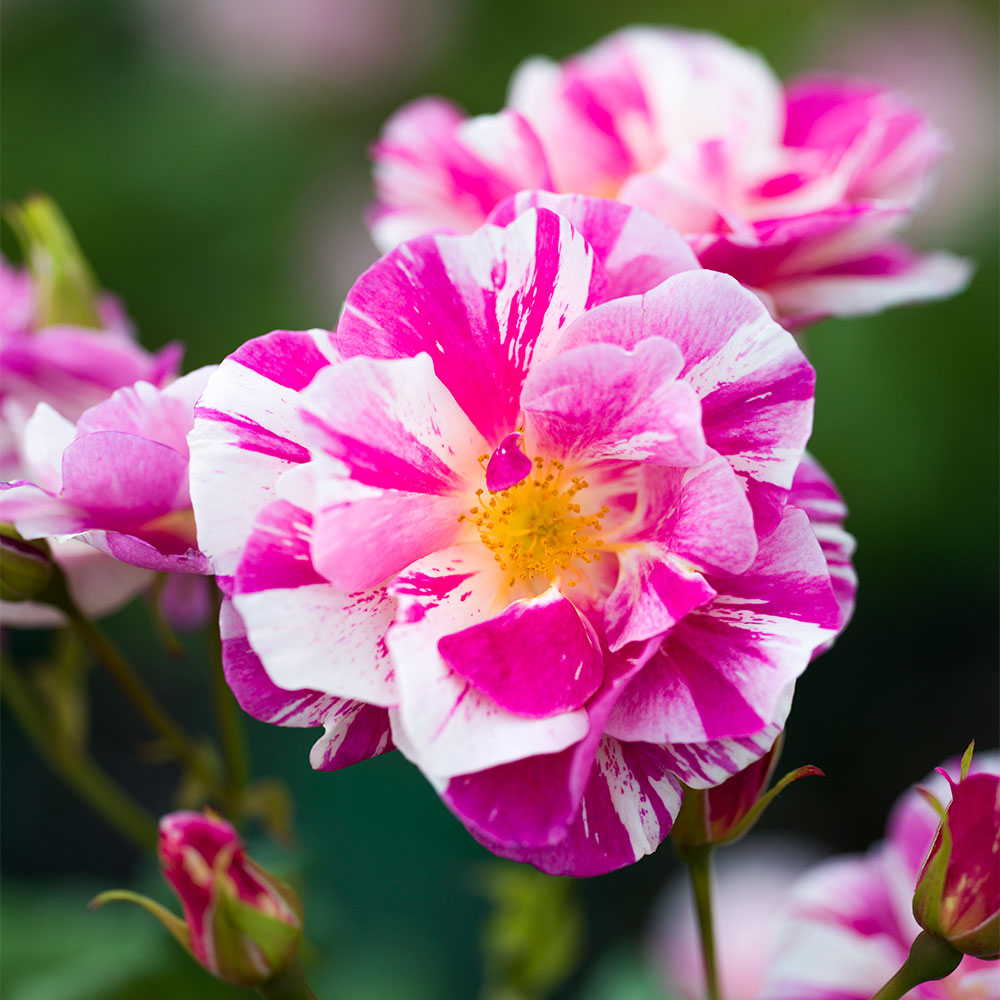 Highgrove Gardens (@highgrovegarden) on Twitter photo At this year’s @RHS Chelsea Flower Show, David Austin launches The King’s Rose, the newest addition to their English Rose collection. This English Shrub Rose is named in honour of His Majesty King Charles III and made in collaboration with <a href="/KingsFdn/">The King's Foundation</a>. 🌹bit.ly/4j6S4bX At this year’s @RHS Chelsea Flower Show, David Austin launches The King’s Rose, the newest addition to their English Rose collection. This English Shrub Rose is named in honour of His Majesty King Charles III and made in collaboration with <a href="/KingsFdn/">The King's Foundation</a>. 🌹bit.ly/4j6S4bX