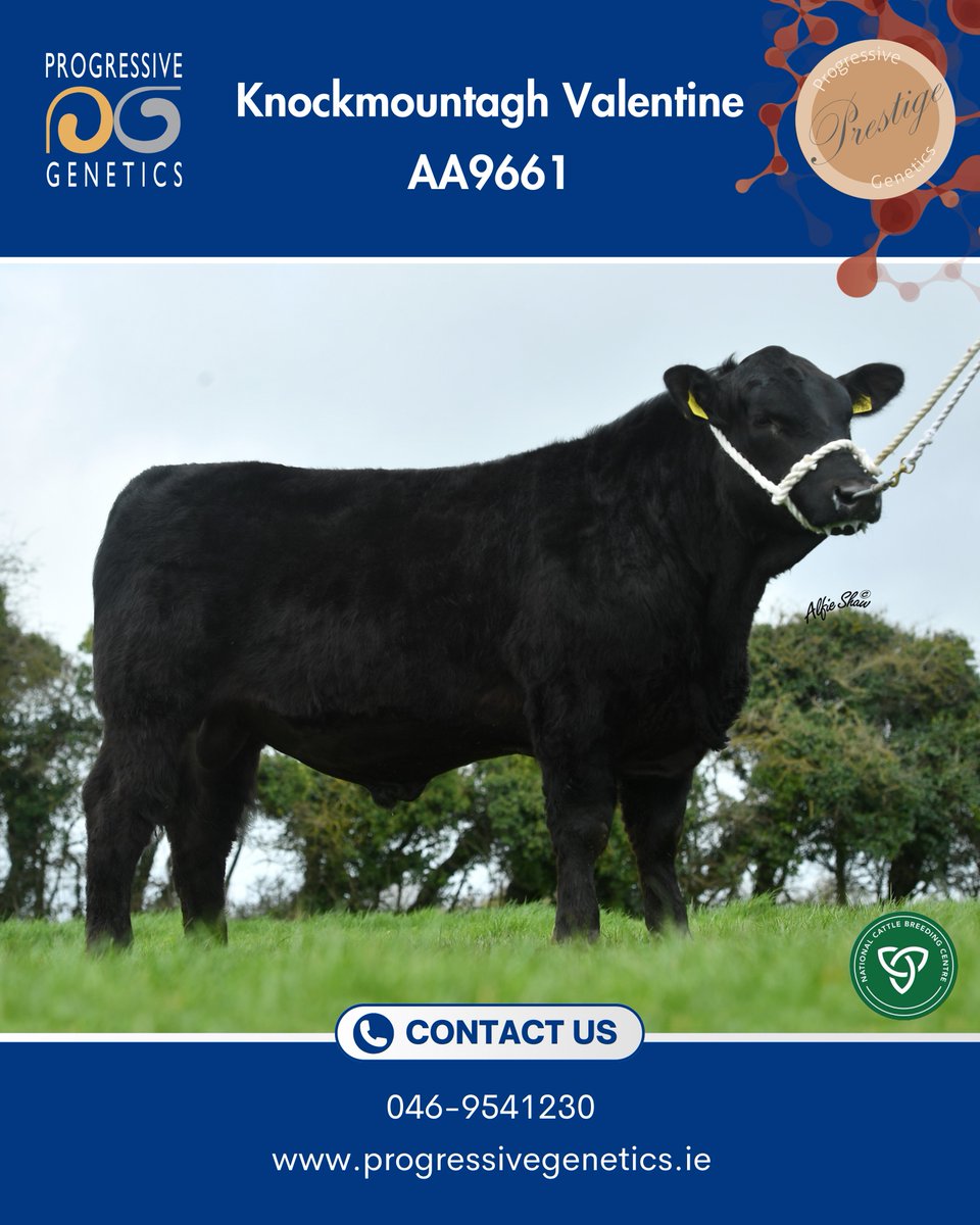 ✨ Valentine (AA9661)✨

✅ Selected for his easy calving, Short Gestation &amp; High Performance Pedigree.
✅ His sire, Knockmountagh Poker, is exceptionally short gestation: -4.3 days
✅ Valentine comes from a proven cow family at Knockmountagh.