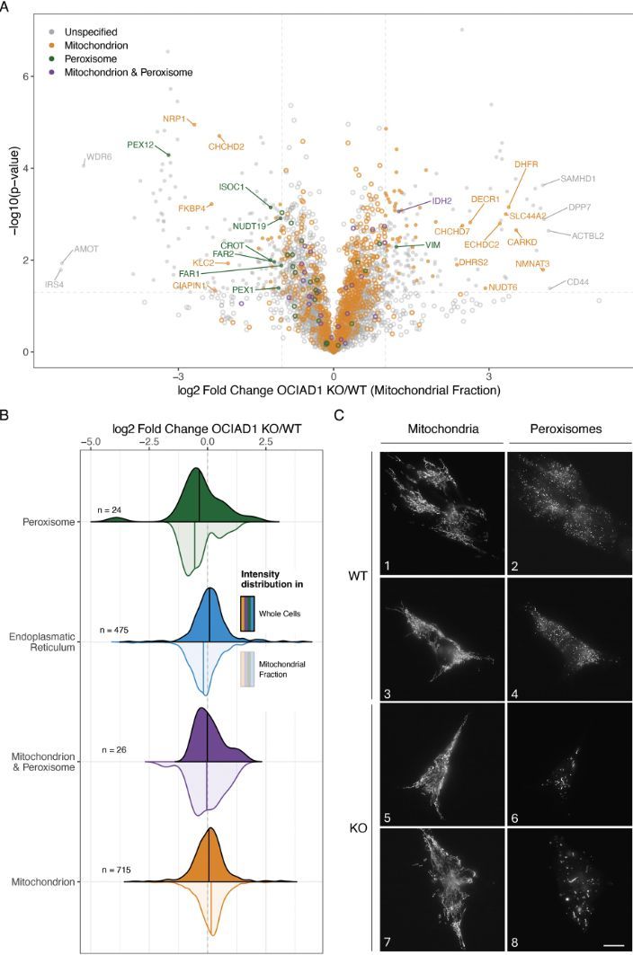 J Cell Science (@j_cell_sci) on Twitter photo Following lipidomic and proteomic analyses, Vanessa Linke, Agnieszka Chacinska and colleagues identify a role for OCIAD1 at the mitochondria-peroxisome intersection balancing lipid metabolism.
journals.biologists.com/jcs/article/13…  
#JCSMitoSI #Mitochondria Following lipidomic and proteomic analyses, Vanessa Linke, Agnieszka Chacinska and colleagues identify a role for OCIAD1 at the mitochondria-peroxisome intersection balancing lipid metabolism.
journals.biologists.com/jcs/article/13…  
#JCSMitoSI #Mitochondria