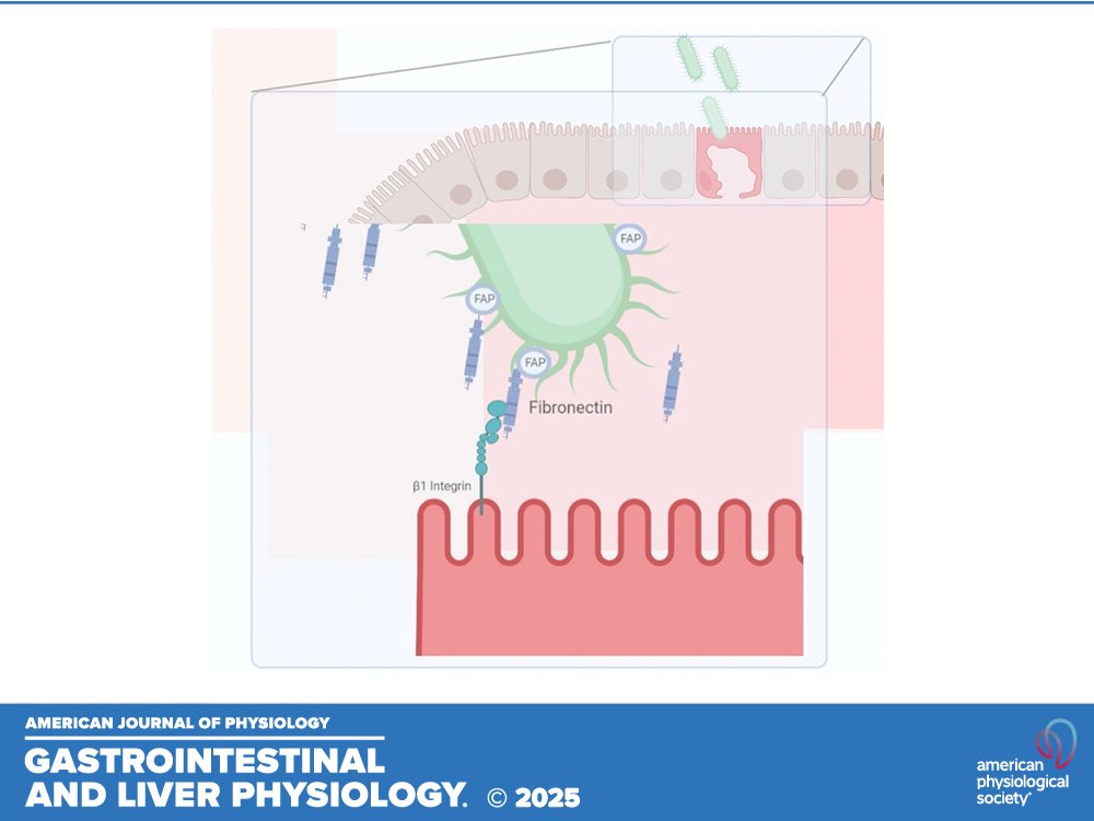 🚨New research alert! Grace Baruta et al. created an innovative enteroid model revealing how MAP targets #MCells via fibronectin bridging. Explore the dynamic interplay with the intestinal #epithelium!

ow.ly/BiVM50VTfBs
#HostPathogen #enteroids