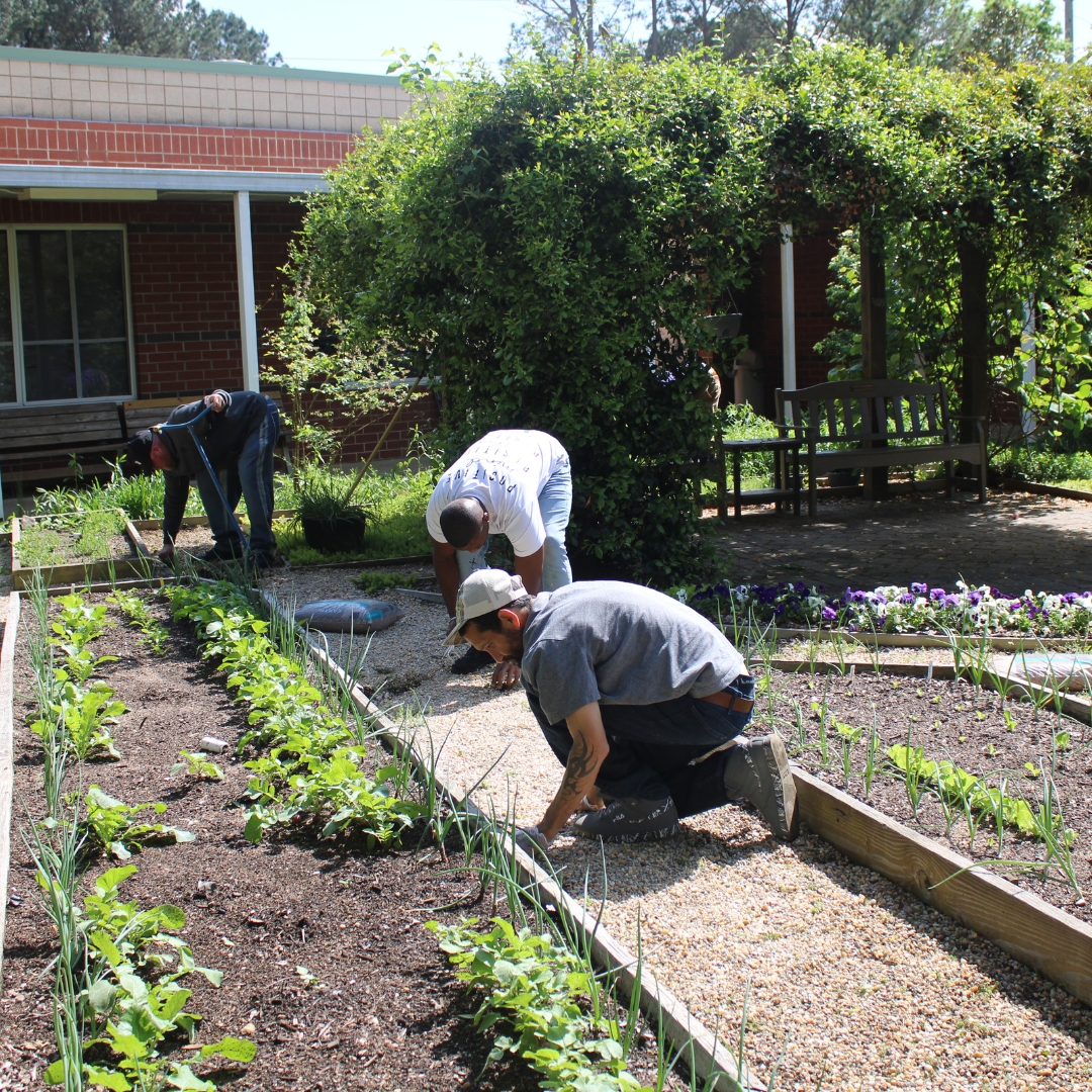 healtransitions's tweet image. Enjoy these photos of participants at the men's campus working in the garden! Thanks to the NC State Extension Master Gardeners, they’ve gained valuable knowledge about garden care and maintenance.

#HealingTransitions #LongTermRecovery #Recovery #MasterGardeners