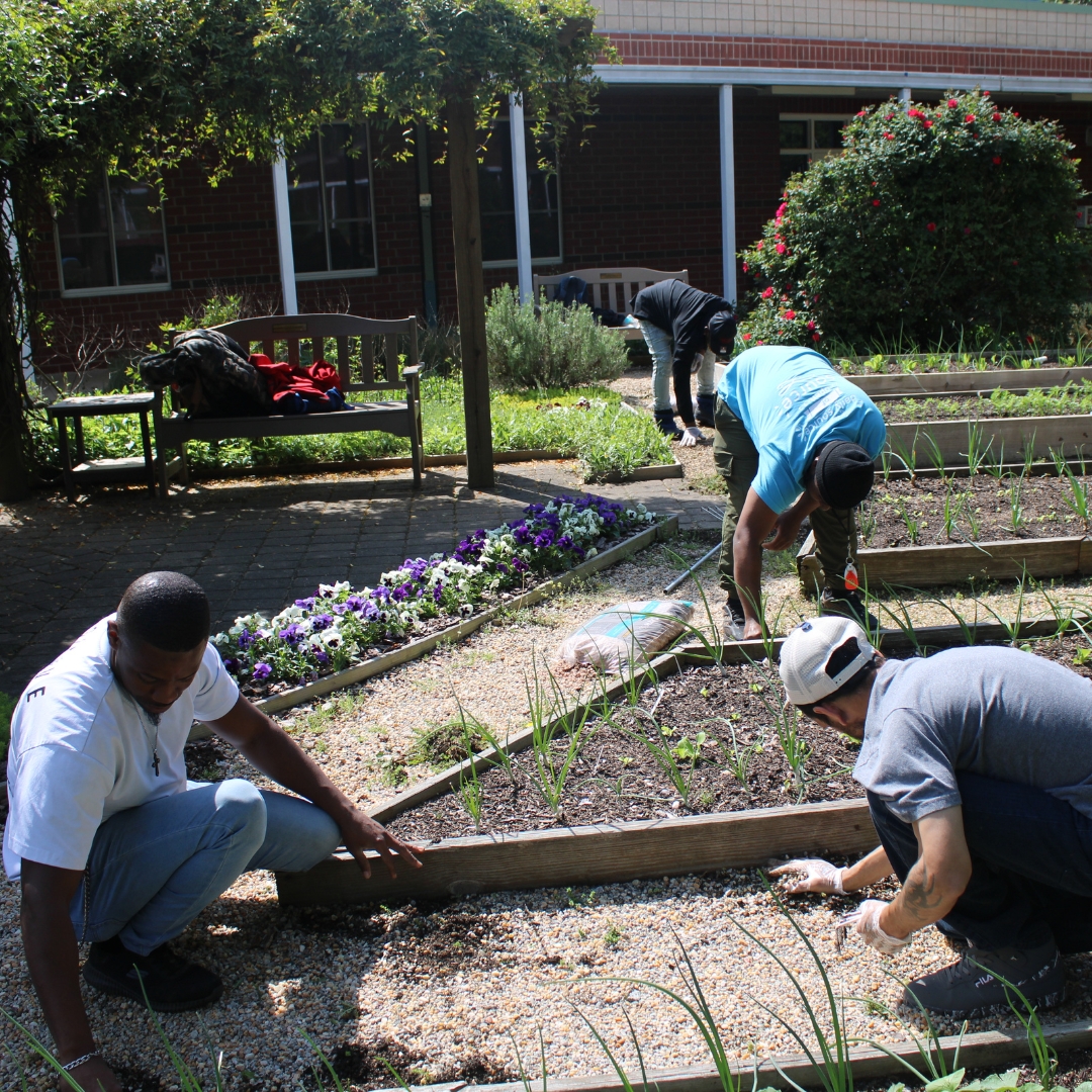healtransitions's tweet image. Enjoy these photos of participants at the men's campus working in the garden! Thanks to the NC State Extension Master Gardeners, they’ve gained valuable knowledge about garden care and maintenance.

#HealingTransitions #LongTermRecovery #Recovery #MasterGardeners