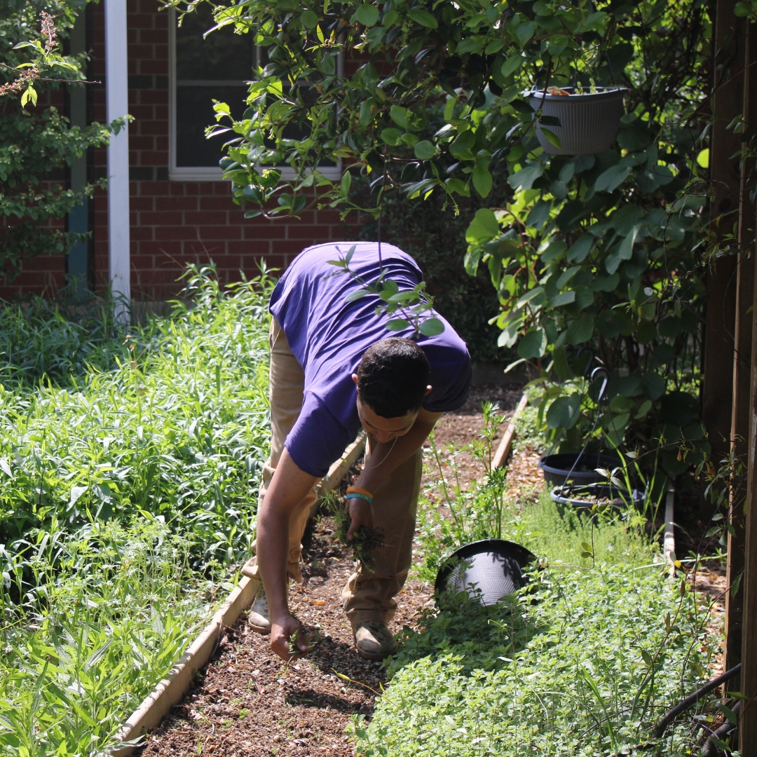 healtransitions's tweet image. Enjoy these photos of participants at the men's campus working in the garden! Thanks to the NC State Extension Master Gardeners, they’ve gained valuable knowledge about garden care and maintenance.

#HealingTransitions #LongTermRecovery #Recovery #MasterGardeners