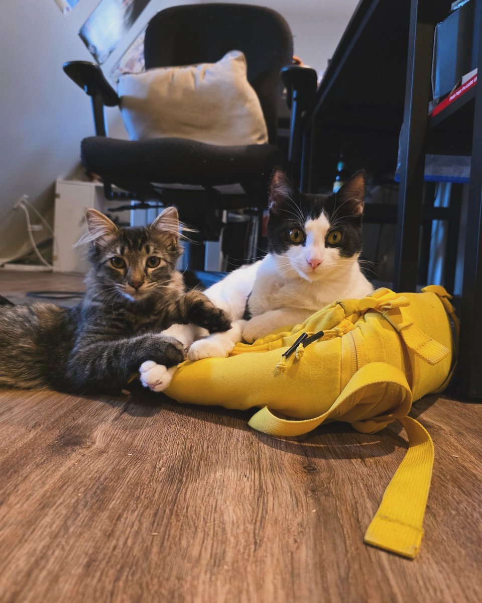 Eeveecrepes's tweet photo. @pigeoncrafts I dont see my floofs. 🥲 haha https://t.co/28bf3Wk4oI