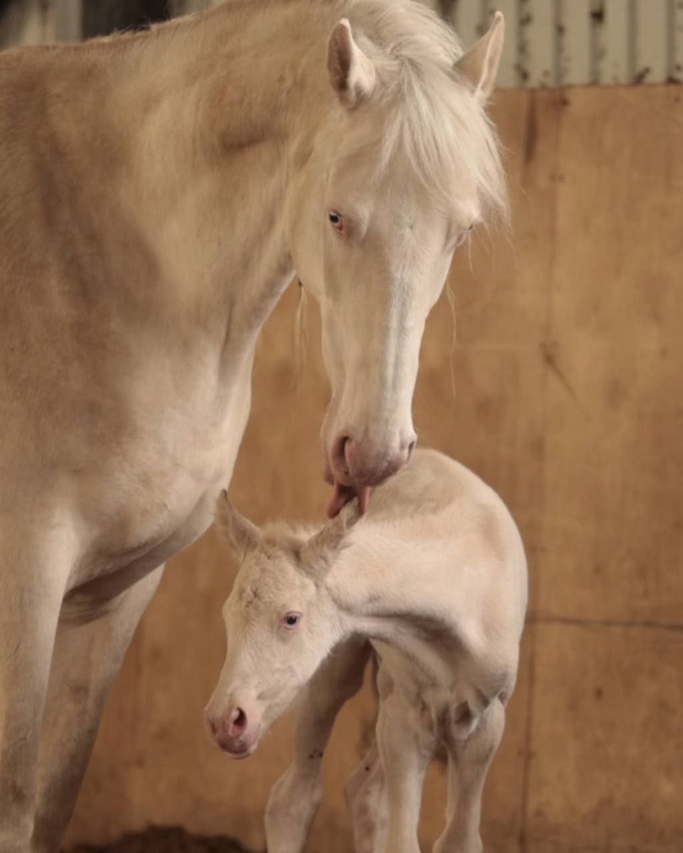za_etss's tweet photo. This blue-eyed miracle was born a little more than a week ago 🦄💖 An accurate copy of her gorgeous mother! The newborn unicorn is called Dumpling by now, though, of corse, it's temporary but so cute and funny)))

#horsedrawing #horses #foal https://t.co/CqlCLbIwn1