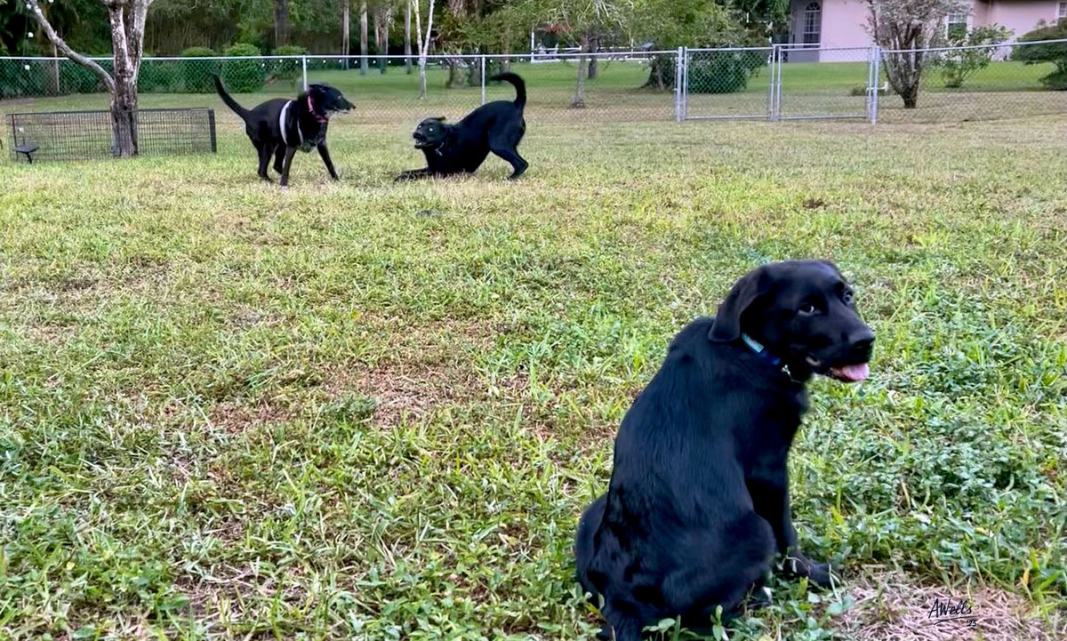 beachtv's tweet photo. Flashback to 2023. Bogie and Walter playing in the background, newly adopted Waylon in foreground. #LabLife #LabLegends https://t.co/PNZA1atprb