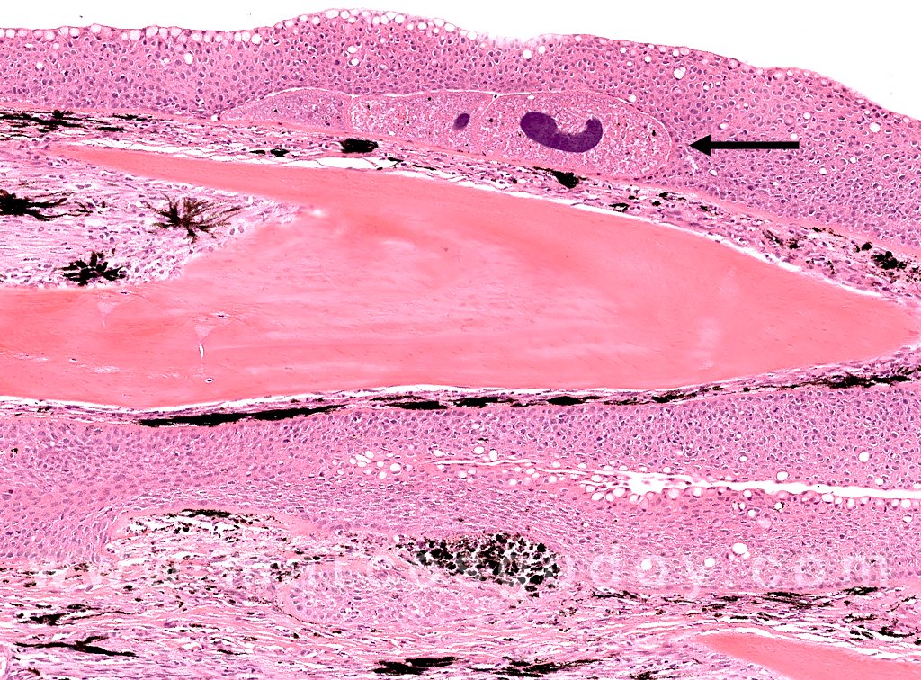 marcosgodoy1_'s tweet photo. Infección cutánea de la aleta caudal por Ichthyophthirius multifiliis.
Cutaneous infection of the tail fin by Ichthyophthirius multifiliis
https://t.co/eq37o0oU4c
#fishpathology #fishdiseases #salmondiseases #salmonpathology #fishhealth #salmonhealth #Ich #marcosgodoy https://t.co/Dwi2uoKedP